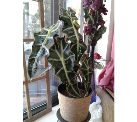 African Mask Alocasia