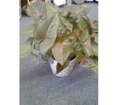 Pink Arrowhead Plant