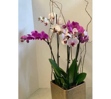 DIFFERENT ORCHIDS