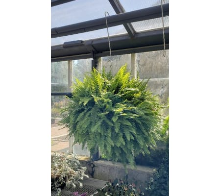 Hanging Fern
