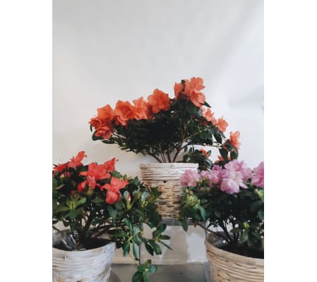 Azaleas