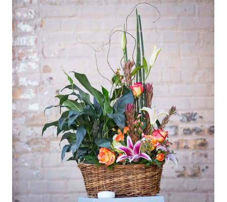 Plants and Blooms