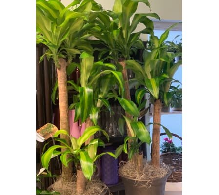SWEET CANES BF0567