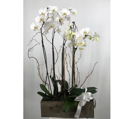 Peaceful Orchids