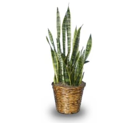 MOTHER-IN-LAW'S TONGUE SANSEVIERIA TRIFASCIATA LAURENTII