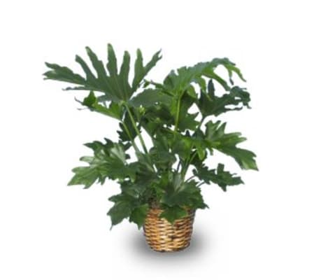 TREE PHILODENDRON PHILODENDRON SELLOUM
