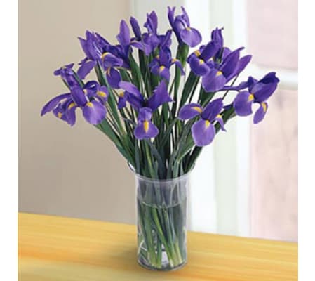 Irresistible Iris