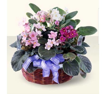 African Violet Medley