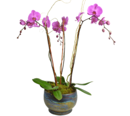 Elegant Triple Stem Orchid