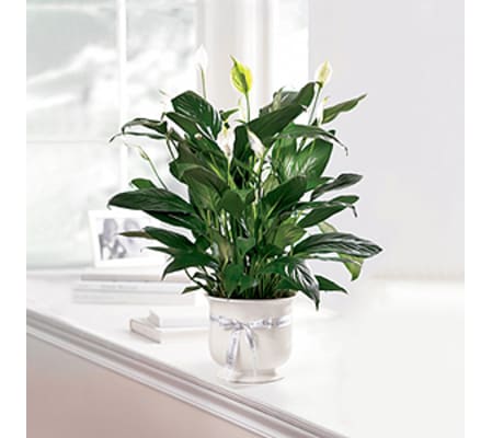6'' Comfort Planter FTD
