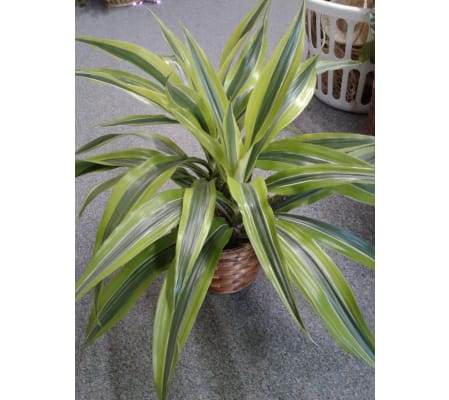 Dracaena 6