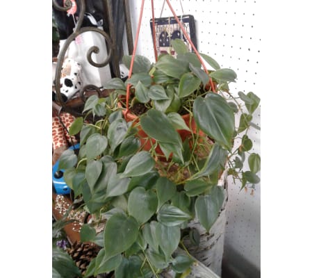 Heart Leaf Philadendron 6