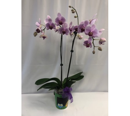 Small Orchid Plant