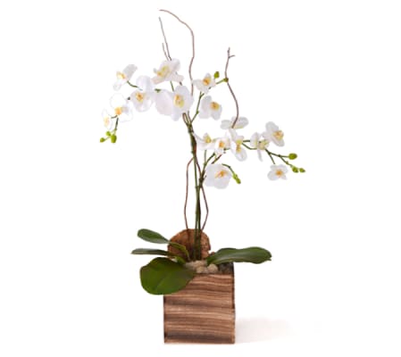 Orchid in square wood planter