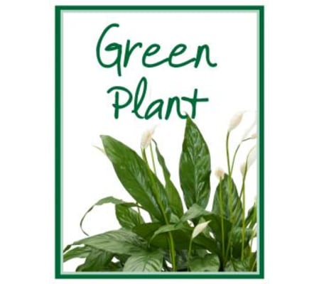 Green Plant Designer's Choice