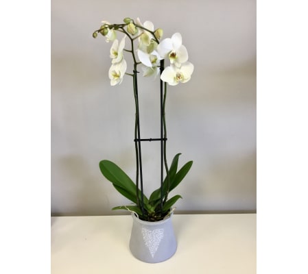 I love you Orchid