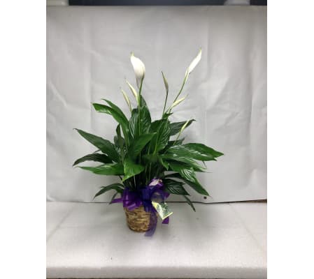 (Spathiphyllum) Peace Lily Plant