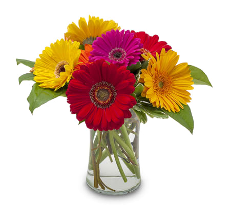 Fruity by Country Gardens