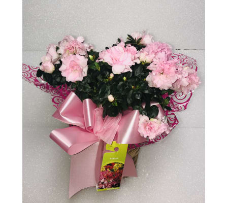 Azalea Plant - color may vary