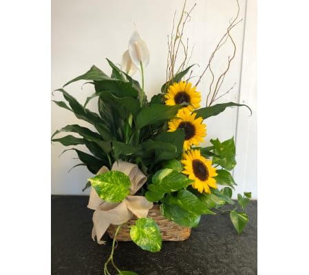 Plants and Sunflowers