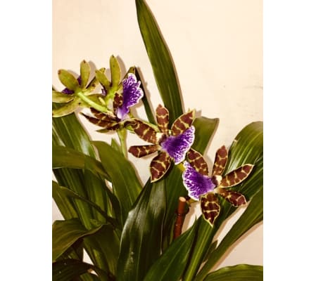Orchid Especially