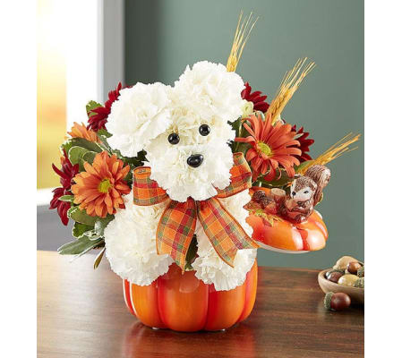 Fall Dog