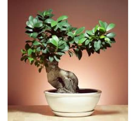 bonsai 8