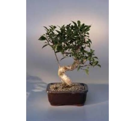 premium bonsai