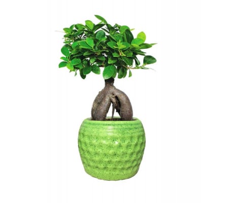 grafter bonsai 01