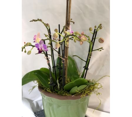 Elegant Orchid Gift