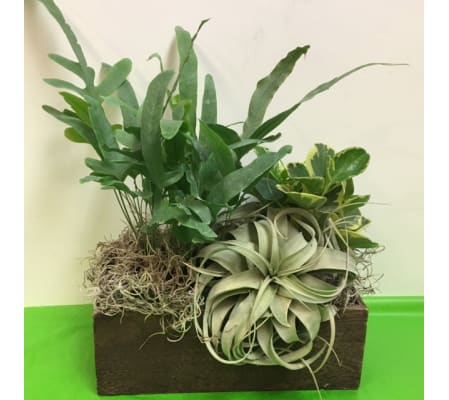 Succulens Garden
