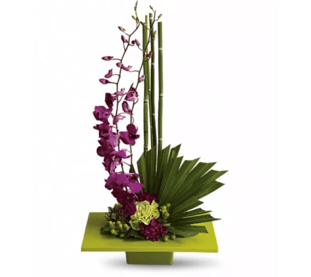 Zen Artistry Orchid