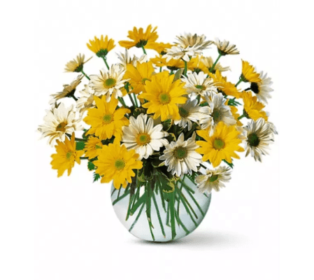 Dashing Daisies Daisies