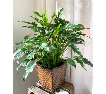 Xanadu Plant