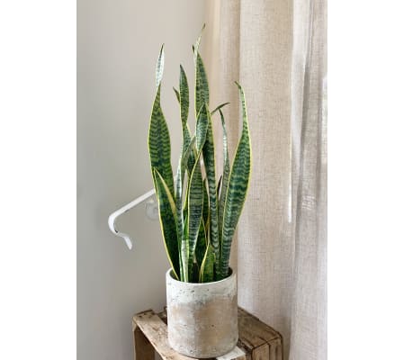 Snake Plant