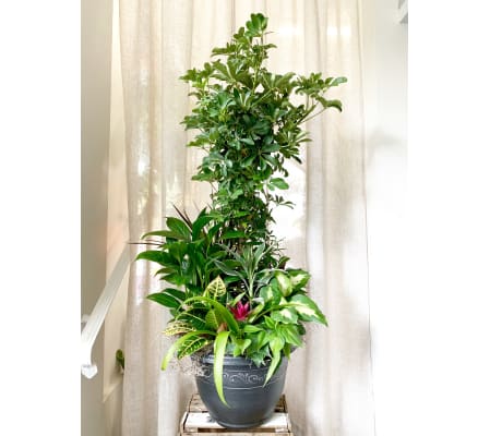 Large Assorted Foliage Planter