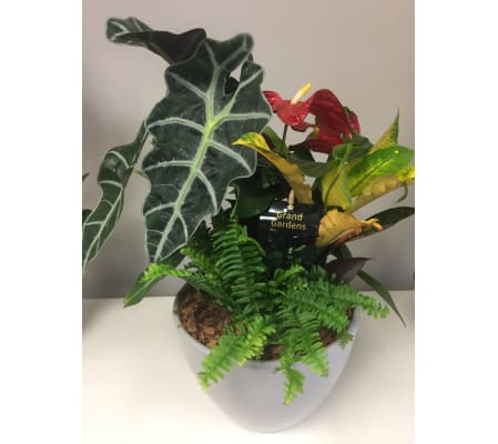 Modest Anthurium Planter