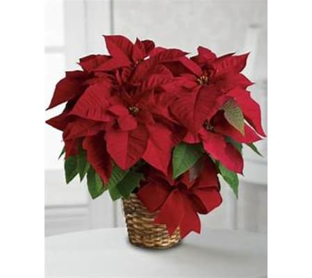 7 Inch Red Poinsettia