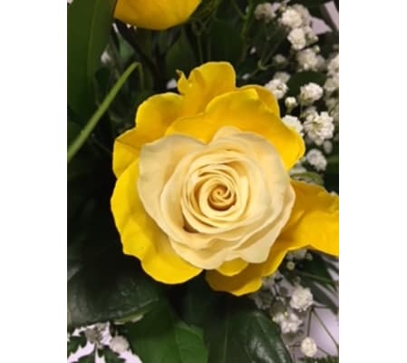 Vibrant Bicolor Rose Yellow