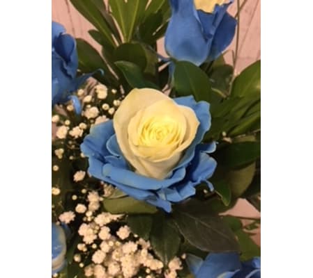 Vibrant Bicolor Rose blue