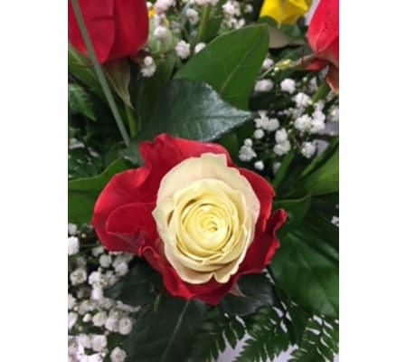 Vibrant Bicolor Red Rose
