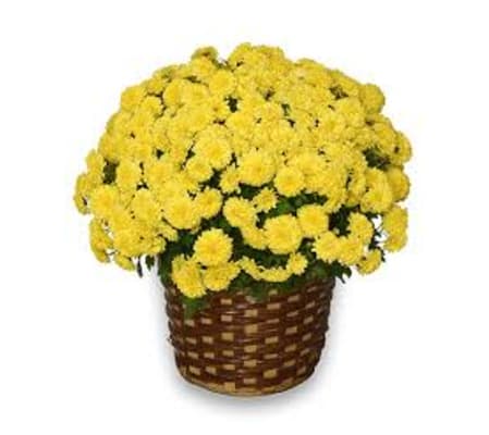 Mum Sunshine Basket