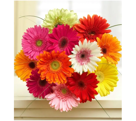 SALE!! 12 Wrapped Mini Gerbera
