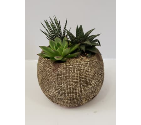 Succulent Inga Bowl