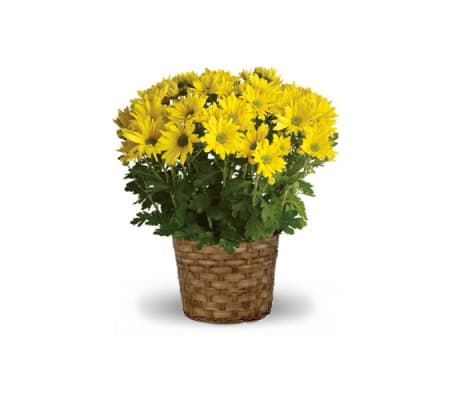 Mum Plant - Colors & Variety Vary