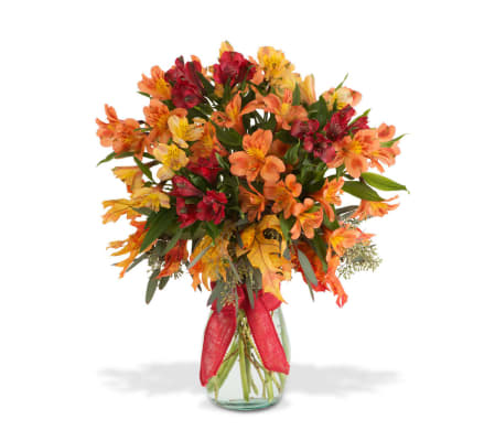 Fall Alstromeria