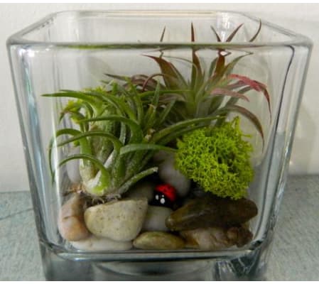 Aerium Garden