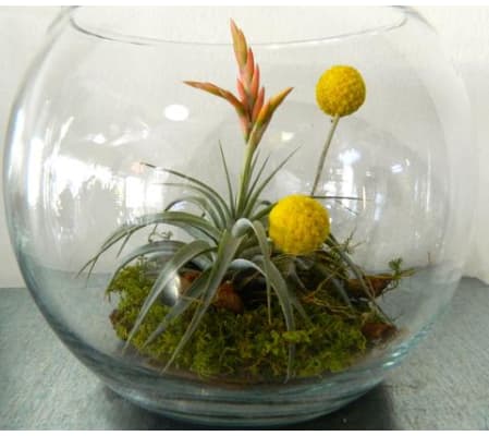 Tillandsia in Bowl