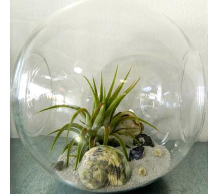 Crosswind Tillandsia