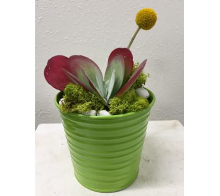 Succulent in Tin